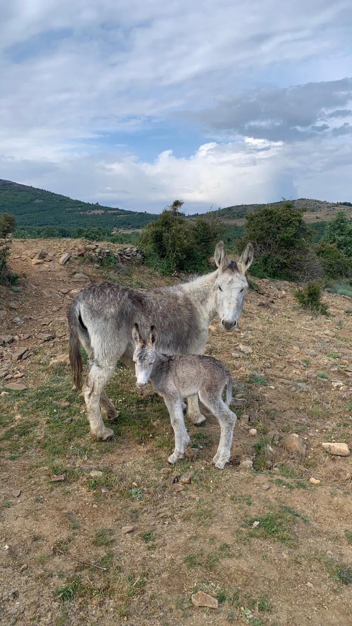 Al Viento, Alojamiento & Turismo Rural Prádena del Rincón Kültér fotó