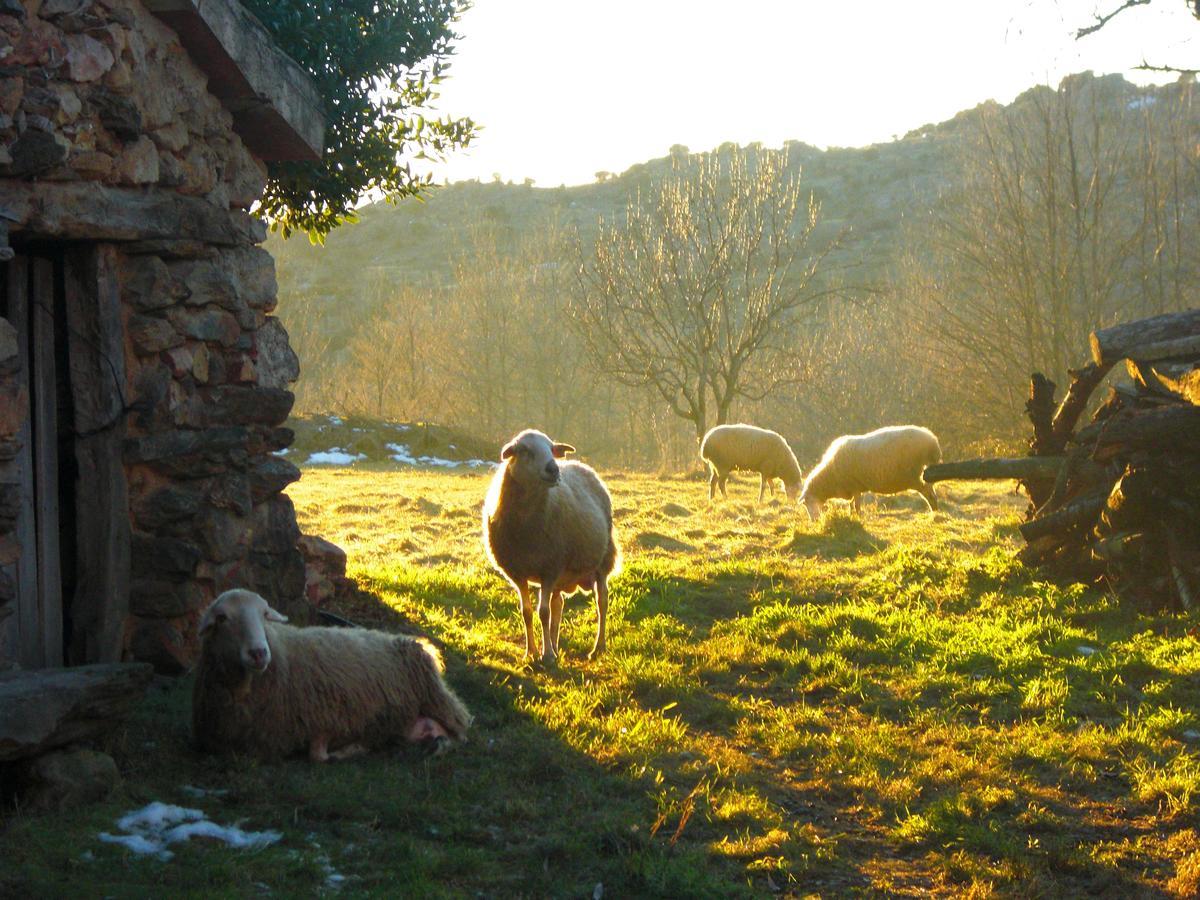 Al Viento, Alojamiento & Turismo Rural Prádena del Rincón Kültér fotó